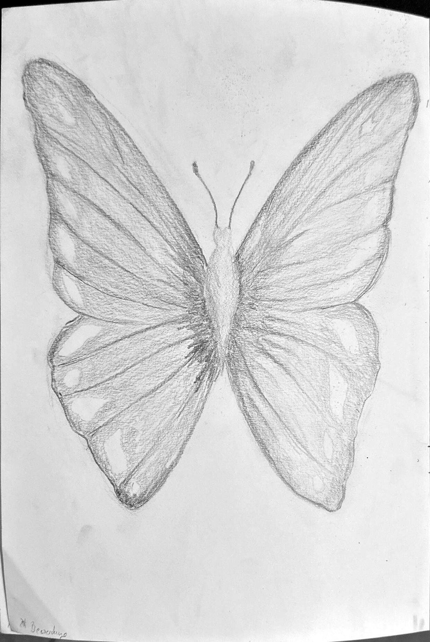 Drawing studies