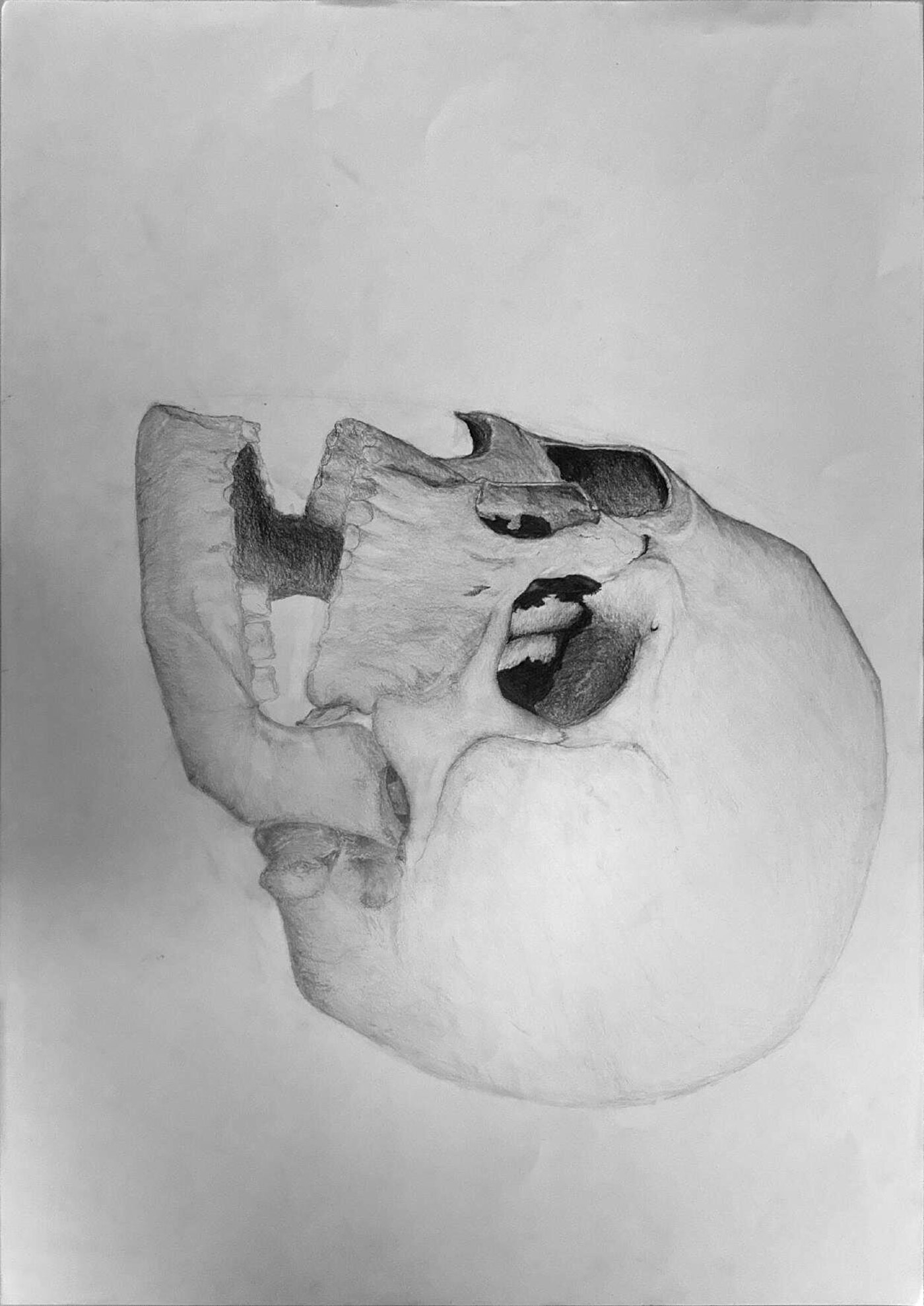 Drawing studies